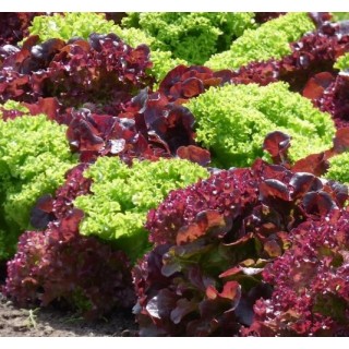 Salade