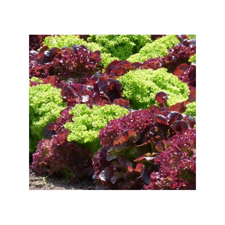 Salade