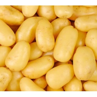 Pomme de terre nouvelle