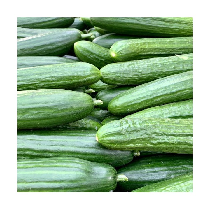 Concombre